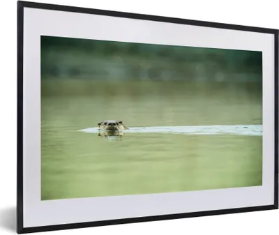 Produktbild von MuchoWow® Gerahmtes Poster Otter schwimmt im Wasser 60x40 cm - Poster mit Schwarzem Bilderrahmen Wandposter Rahmen Foto Bilder - Schlafzimmer - Plakat in Rahmen - Drucken