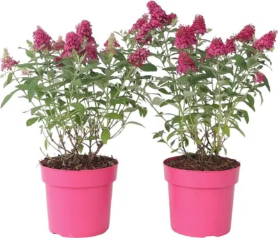 Zdjęcie produktu dla Budleja Davida - 2 szt - Buddleja davidii 'Candy' - W30-40cm - ⌀19cm