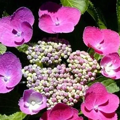 Immagine prodotto di 2 x  ortensia  - Hydrangea macrophylla 'Taube'  | 25-30 cm in vaso