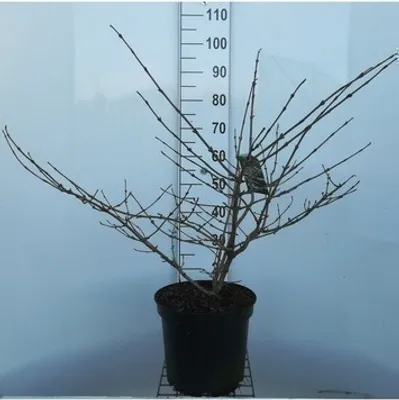Produktbild von Viburnum plic. 'Mariesii' - Schneeball 50- 60 cm - Container