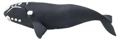 Produktbild von Safari Ltd Right Whale Figur Schwarz From 3 Years Schwarz From 3 Years