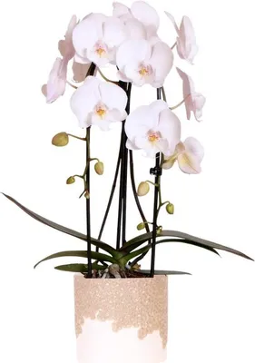 Zdjęcie produktu dla Kolibri Orchids | Biała orchidea Niagara Falls + doniczka Bloom sand – rozmiar doniczki Ø12 cm | kwitnąca roślina doniczkowa – świeżo od hodowcy