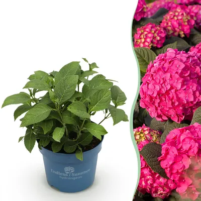 Image de Green boutiQ - Plante de jardin - Hydrangea Endless Summer Summer Love Red - Hortensia - Rustique - Rouge - 1 plante - Pot de 14 cm - Hauteur 20-25 cm