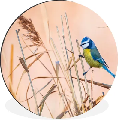 Produktbild von MuchoWow® Aluminium Wandkreis Vogel - Blaumeise - Schilf Ø 60 cm Wanddeko Modern Wohnzimmer - Wand Kreis - Wandbild - Schlafzimmer - Aluminium Bild - Kinderzimmer - Wohnzimmer Dekoration - Wandschmuck