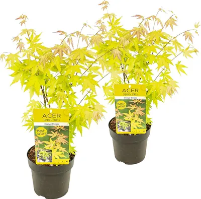 Zdjęcie produktu dla Bloomique - Zestaw 2 szt. - Acer Palmatum Orange Dream - Klon japoński - Liść pomarańczowy - Rośliny ogrodowe - Odporne na zimę - Wysokość 40-50 cm - Doniczka 15 cm