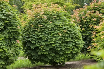 Produktbild von Kugelahorn 'Globosum' Acer platanoides 'Globosum' Sta C Krone 80-