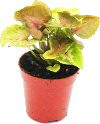 Obrázok produktu pre Mini rastlina Syngonium Purpurtute Ideálna do malých misiek a pohárov Detská rastlina v 5,5 cm kvetiná?i