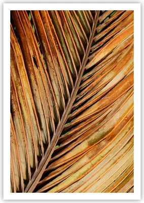 Produktbild von Poster - Poster ohne Rahmen - Orange Blatt Tropisch - 70x100 cm - Wand Bild - Wanddeko - Wandbilder - Kunstposter - Wandposter - Bilder - Kunstdruck - Wanddekoration - Wandbild - P2XPA70x100-4876
