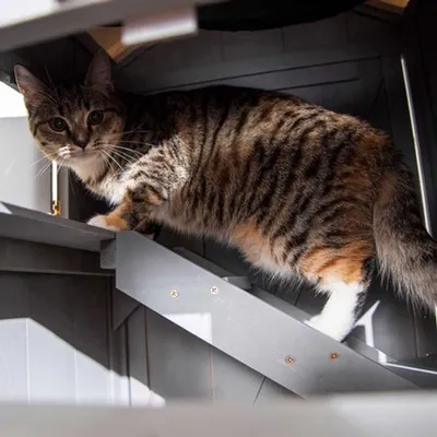 Produktbild von Katzenhaus, Grau – Zweistöckig – Tragfähigkeit: 30 kg – Aus Holz – Für Innen- und Außenbereich
