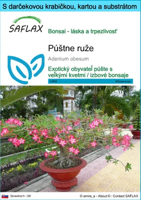 Obrázok produktu pre SAFLAX Darčeková sada - púštne ruže - Adenium obesum - 8 Semená - S darčekovou krabičkou, prepravným štítkom, darčekovou kartou a pestovateľským médiom