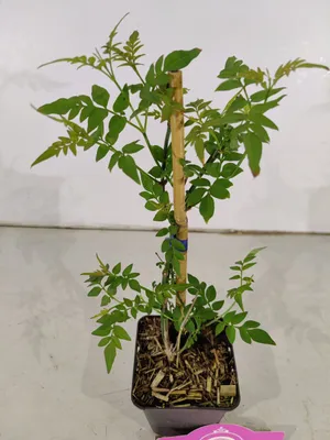 Produktbild von Set mit 4 Jasmin – Jasminum officinale – Höhe 30cm – 9cm Topf