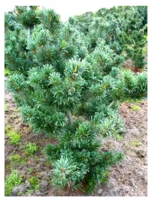 Produktbild von Japanische Mädchenkiefer Pinus parviflora Glauca 30-40 cm hoch mit Ballen