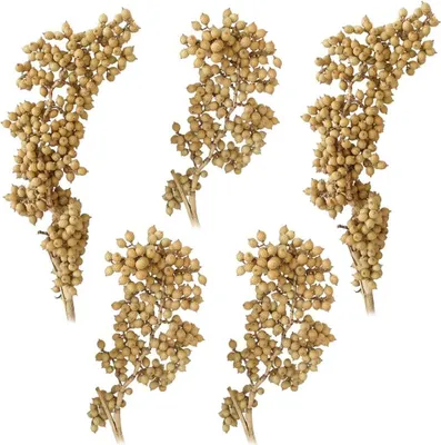 Immagine prodotto di Canella piante secche decorazione naturale rami decorativi secchi naturale set di 5