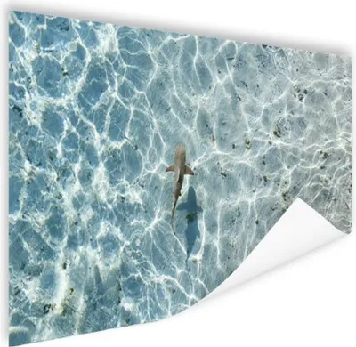 Produktbild von MuchoWow® Poster Hai im flachen Wasser 120x80 cm - Bilder