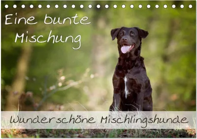 Produktbild von Eine bunte Mischung - wunderschöne Mischlingshunde / Geburtstagskalender (Tischkalender 2025 DIN A5 quer), CALVENDO Monatskalender