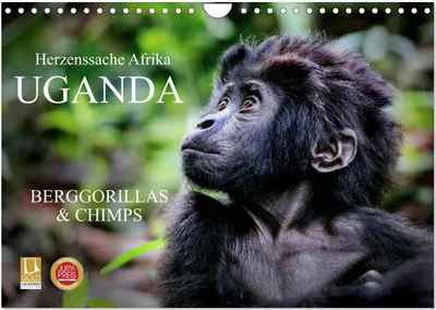 Produktbild von UGANDA - Berggorillas & Chimps (Wandkalender 2026 DIN A4 quer), CALVENDO Monatskalender