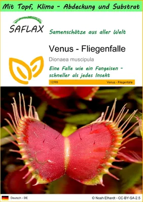 Produktbild von SAFLAX Garden to go - Venus - Fliegenfalle - Dionaea muscipula - 10 Samen - Mit Topf, Klima - Deckel und Anzuchtsubstrat