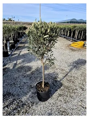 Produktbild von Olivenbaum-Stämmchen 100-120 cm – Mediterraner Olivenbaum für Garten, Balkon und Terrasse – Winterhart, Immergrün und Pflegeleicht