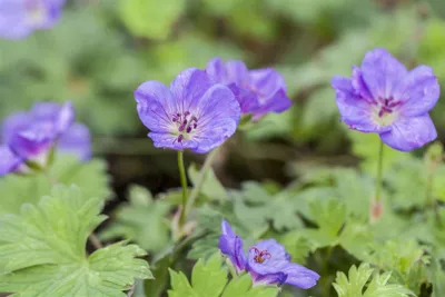 Produktbild von Geranium wallichianum 'Rozanne' -R-, Storchschnabel, blauviolett, ca. 11x11 cm Topf
