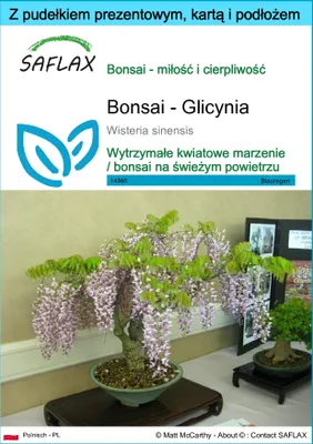 Zdjęcie produktu dla SAFLAX - Zestaw prezentowy - Bonsai - Glicynia - 4 Nasiona - Z pudełkiem upominkowym, etykietą wysyłkową, kartą podarunkową i podłożem uprawowym - Wisteria sinensis