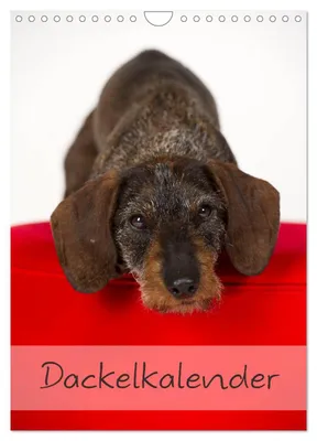 Produktbild von Dackel (Wandkalender 2027 DIN A4 hoch), CALVENDO Monatskalender