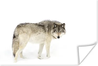 Produktbild von MuchoWow® Poster Wolf - Schnee - Winter 120x80 cm - Bilder