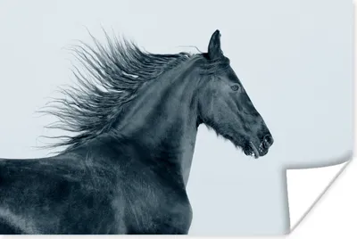 Produktbild von MuchoWow® Poster Pferd - Friese - Wind 120x80 cm - Bilder