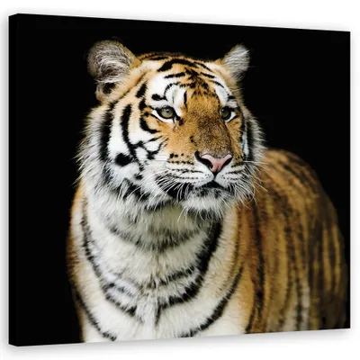 Produktbild von Leinwandbild Majestätischer Tiger 60x60 Feeby Orange bild für die wand bereit zum aufhängen