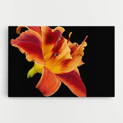 Produktbild von ARTHUB® Leinwandbild 70x100 cm, Exotic Orange Red | Wohnzimmerdekoration, Hängende Bilder, Wanddekoration, Heimdekoration, Blumen, Exotische Blumen