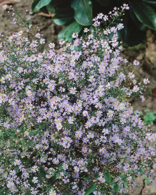 Produktbild von Aster cordifolius 'Blütenregen', Herz-Aster, violett, ca. 11x11 cm Topf