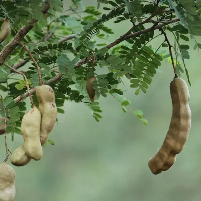 Obrázek produktu pro Tamarind (Tamarindus indica) – 5 kusů