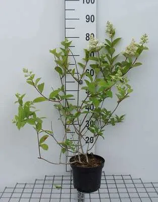 Zdjęcie produktu dla Hydrangea pan. 'Pink Diamond' - Rispenhortensie 40- Pojemnik 50 cm