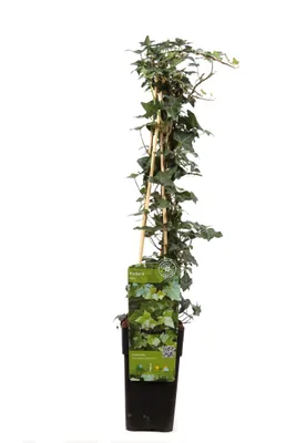 Produktbild von Hoogeveen Hedera Helix - 65 cm, Ø15 cm