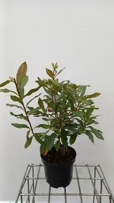 Obrázek produktu pro Azalea mollis - Japonská azalka weib 40-50 cm - Kontejnerová rostlina