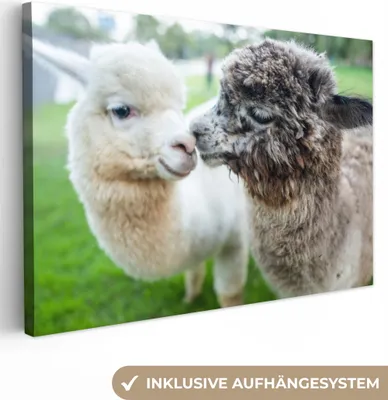 Obrázek produktu pro OneMillionCanvasses® - Plátno - Alpaky - Zvířata - Vlna, nástěnná malba, nástěnné dekorace obrázky do obývacího pokoje, 120x80cm