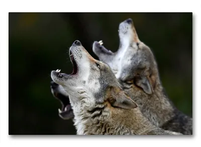 Produktbild von Premium Textil-Leinwand 90x60cm quer Eurasischer Wolf | Wandbild, HD-Bild auf Keilrahmen, Fertigbild auf hochwertigem Vlies, Leinwanddruck von Benny Trapp