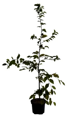 Produktbild von Hainbuche Carpinus betulus Heister 60-100 cm im 3 Liter Topf