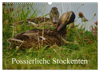 Produktbild von Possierliche Stockenten (Wandkalender 2027 DIN A3 quer), CALVENDO Monatskalender