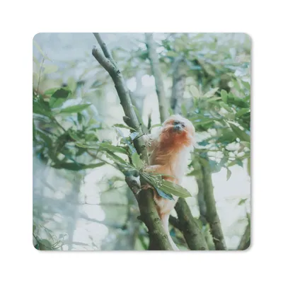 Produktbild von MuchoWow® Mauspad Mousepad Zwergseidenäffchen im Baum 20x20 cm - Mousepads - Maus Mat - Pad - Mausunterlage - Desk Mat - Bureauartikeln