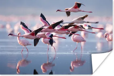Produktbild von MuchoWow® Poster Flamingo - Vogel - Wasser - Rosa 60x40 cm - Schlafzimmerdekoration