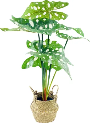 Image de Fleur artificielle en panier ALOCASIE, 51 cm
