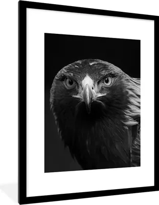 Produktbild von MuchoWow® Gerahmtes Poster Bussard - Vogel - Tiere - Schwarz - Weiß 60x80 cm - Poster mit Schwarzem Bilderrahmen Wandposter Rahmen Foto Bilder - Wohnzimmer - Dekorationen - Prämie