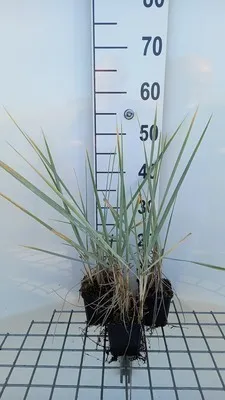Produktbild von 6 x Leymus arenarius 'Blue dune' ( glaucus) - Rasen-Schmiele - Topf 9 x 9 cm