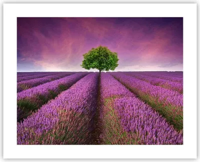 Produktbild von Poster - Poster ohne Rahmen - Wiese lavenda Sommer Landschaft - 50x40 cm - Wand Bild - Wanddeko - Wandbilder - Kunstposter - Wandposter - Bilder - Kunstdruck - Wandbild - P2XAA50x40-2605