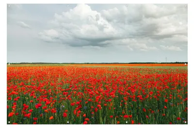 Productafbeelding van Klaprozenveld Onder Dramatische Lucht - 120x80 cm - Tuinposter - Tuindecoratie - Muurdecoratie Buiten - Buitenposter - Schuttingdoek - Tuinposter