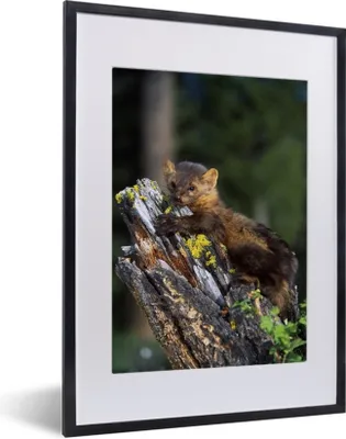Produktbild von MuchoWow® MuchoWow® Gerahmtes Poster Marder - Baum - Wald 30x40 cm - Poster mit zchwarzem Bilderrahmen - Wandposter Schlafzimmer