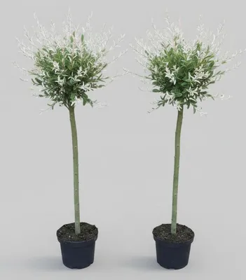 Produktbild von 2x Harlekinweide Hakuro Nishiki 110–120 cm – winterhartes Stämmchen mit 60 cm Stammhöhe – Salix integra