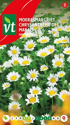Obrázok produktu pre Chryzantéma Des Marais Čisté biele semená - cca 0,5 gr | VT_729