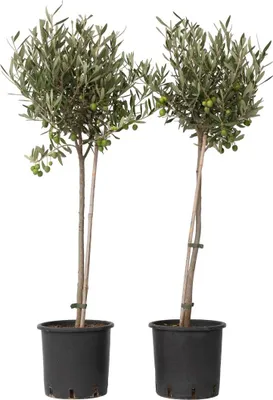 Produktbild von Olivenbaum - 2 Stk - Olea europaea - Höhe 80-90cm - ⌀19cm