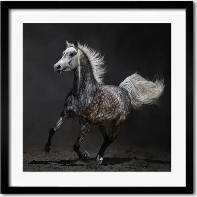 Produktbild von Bild - 50 cm x 50 cm - MDF - Rahmen, Wandkunst - Graues arabisches Pferd